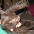 Katze nach der Pilztherapie