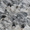 Cormoranes en el Fiordo Ultima Esperanza