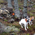 25.10.2014: Hartes Warten auf das "Schnallen der Hunde" vor einem Rotwildriegler