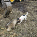 12.01.2013 / Bezirksbaujagd Gänserndorf: Kurt konnte im Einschlag den Dachs erlegen, den Rocky gearbeitet hat