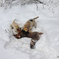 31.12.2014: Mit Alex Gessler bei Berti Jehle im Revier zur Baujagd! Rocky konnte relativ bald einen Fuchs sprengen, den ich erlegen konnte!