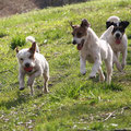 Tucker, Paloma und Fritzi (Rocky-Tochter Ain't She Sweet Anything Goes)