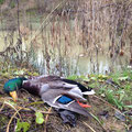 30.11.2014: Nach der Jagd bei meinen Jagdnachbarn bin ich auch noch kurz in mein Revier auf Enten gegangen, wobei ich einen weiteren Erpel erlegen konnte!