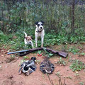 03.10.2013, 18:30: Stockentendoublette. Die Hunde durften wieder die Enten aufstöbern und dann mehrmals apportieren