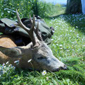 15kg brachte der altbekannte Bock nur auf die Waage