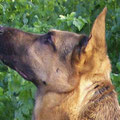 Pies Pitt (profil ze stojacym uchem)
