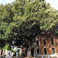 Jerez - Altstadt mit riesigem Ficus macrophylla