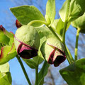 Helleborus Blüten