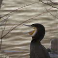 Kormoran 1