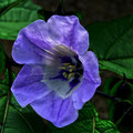 Giftblüte