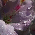 Der Sommer weint