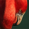 Ich sehe rot - Flamingo