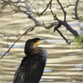 Kormoran 2