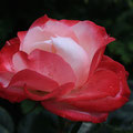 Königin Rose