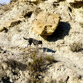 Nochmal zurück in der Desierto de Tabernas