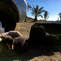Chilly Doggys in the Sunset