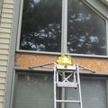 removal of rotten wood