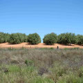 Obstplantage im roten Sand