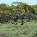 Unsere ersten Emus
