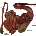stomaco e intestino