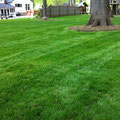 Formerly wooded area transformed into seeded lawn