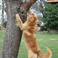 Balu untersucht den Baum