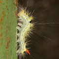 Buchen-Streckfuß (Calliteara pudibunda)