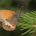 Weißbindiges Wiesenvögelchen (Coenonympha arcania)