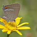 Kreuzdorn-Zipfelfalter (Satyrium spini)