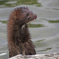 Amerikanischer Nerz (Mustela vison)