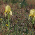 Iris reichenbachii - Wunderschöne Schwertlilie in einem eher trockenen Habitat.