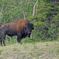 Amerikanische Waldbison (Bison bison athabascae)