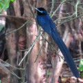 Seychellen-Paradiesschnäpper (Terpsiphone corvina) ein Männchen