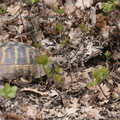 Griechische Landschildkröte (Testudo hermanni)