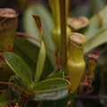 Nepenthes pervillei - seltene, nur auf den Seychellen vorkommende, insektenfressende Kannenpflanze