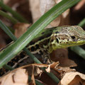 Taurische Mauereidechse (Podarcis tauricus)