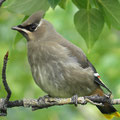 Seidenschwanz (vermutlich Bombycilla garrulus)