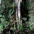 Brettwurzelbäume im Tortuguero Nationalpark