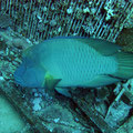 Napoleon (Cheilinus undulatus) schwimmt über das Wrack der Jolanda