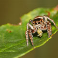 Sichel-Springspinne (Evarcha falcata)