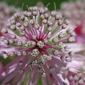 Kärntner Groß-Sterndolde (Astrantia major var. involucrata)