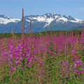 Bergkulisse mit Fireweed in Valdez