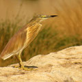 Rallenreiher (Ardeola ralloides)