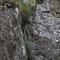 Pyrenäen-Steinbrech (Saxifraga longifolia)