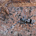 Alpenbock (Rosalia alpina)