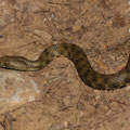 Würfelnatter (Natrix tessellata)