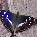 Großer Schillerfalter (Apatura iris)