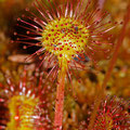 Rundblättriger Sonnentau (Drosera rotundifolia)