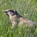 Murmeltier (Marmota marmota)