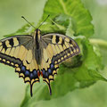 Schwalbenschwanz (Papilio machaon)